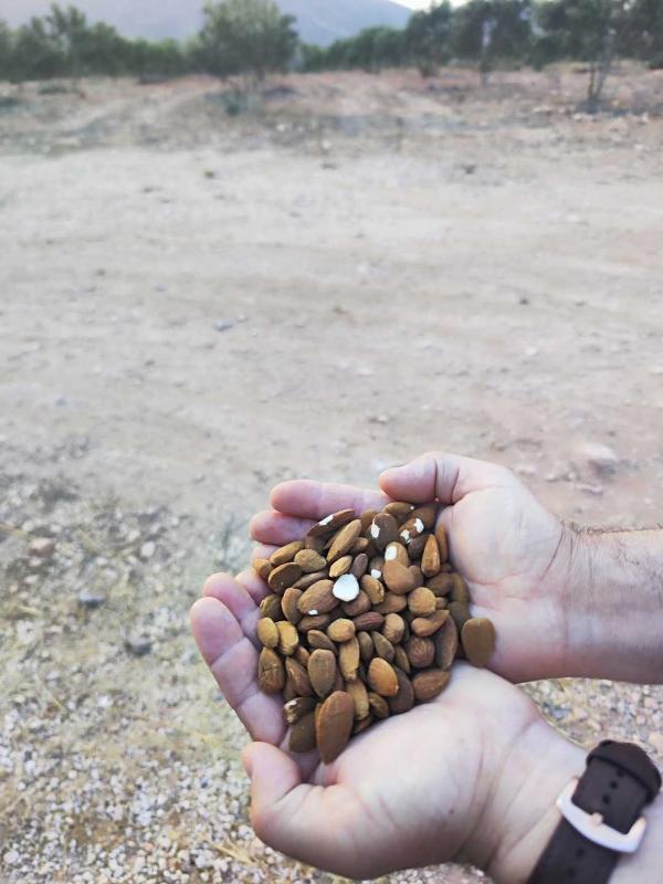  Amandes Amère - fruits secs et graines grillées  nous sommes producteurs d'amende am&egrave;re qualit&eacute; sup&eacute;rieure pour huile cosm&eacute;tiques ect. nous pouvons livr&eacute; dans toutes l'europe par conteneur de 20 tonnes prix attractifs.