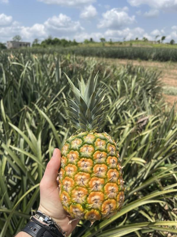  Ananas Md2, Pain De Sucre Et Patate Douce - fruits et légumes nous sommes des producteurs directs d'ananas md2 d'ananas pain de sucre et de patates douces au ghana. nous sommes certifi&eacute;s global gap et forts de notre exp&eacute;rience dans l'exportation vers l'europe nous recherchons des importateurs grossistes et distributeurs au maroc pour d&eacut