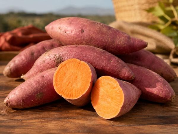  Patate Douce Abees Catégorie Bio Maroc Pr - fruits et légumes patates douces &agrave; chair orange cat&eacute;gorie 1 riches en beta carot&egrave;ne et en saveur. cultiv&eacute;es en agriculture biologique dans les r&eacute;gions du gharb et du loukkos au maroc. volume annuel disponible 305 tonnes production toute l'ann&eacute;e. exp&eacute;dition depuis