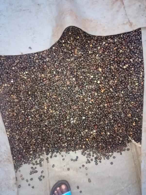  Amande De Palmiste - autres les amandes de palmiste secs capable de fournir 10 tonnes par semaine dans la zone de lom&eacute; &ccedil;a d&eacute;pend de la session pour le prix 