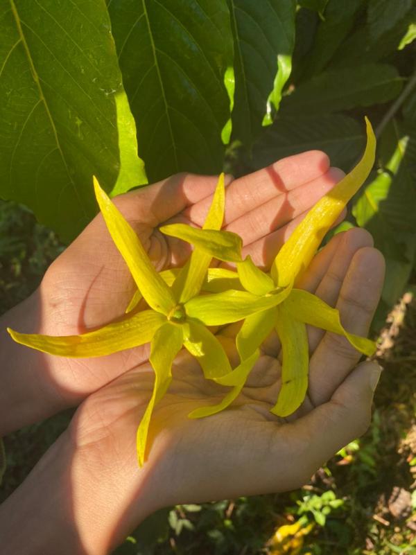  Huile Essentielle D'ylang-ylang - huiles nous proposons une huile essentielle d'ylang ylang biologique de haute qualit&eacute; produite directement dans notre distillerie familiale situ&eacute;e &agrave; nosy be madagascar l'une des r&eacute;gions les plus r&eacute;put&eacute;es au monde pour la culture de l'ylang ylang. notre huile 