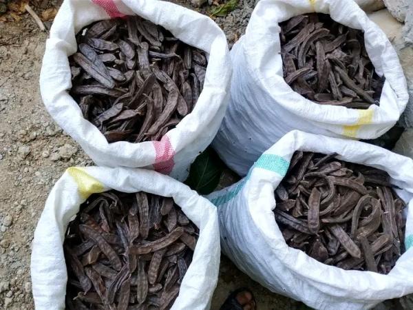  Carob - autres objet offre disponible caroube brute au maroc  m&eacute;diateur commercial bas&eacute; au maroc. j'ai actuellement un lot de caroube brute en gousses disponible pour la vente cette semaine. si votre entreprise cherche &agrave; acheter de la caroube depuis le maroc merci de me faire part de