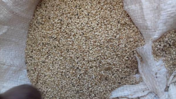  Sésame - céréales s&eacute;same naturel origine burkina faso r&eacute;colte 2025/2026. grains m&eacute;lang&eacute;s (dor&eacute; brun blanc) actuellement en cours de nettoyage et de tri pour r&eacute;pondre aux standards d'exportation. sp&eacute;cifications cibles apr&egrave;s nettoyage puret&eacute; 98% min 