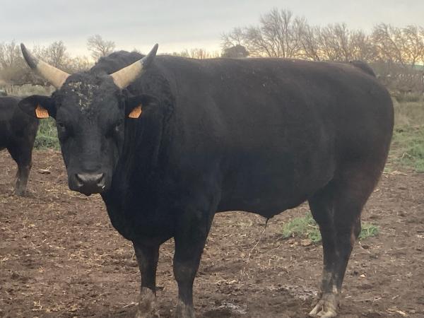  Wagyu - animaux vivants  je vend des wagyu 10 vaches et un taureau bio elevee en plein a l herbe tres bon persillage et tres bo reproducteur velage tout seul