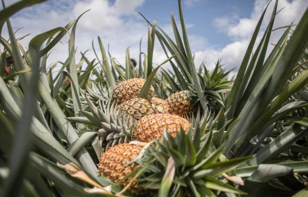  Ananas Pain De Sucre - fruits et légumes ananas pain de sucre du b&eacute;nin disponible en quantit&eacute; de livraison constante et r&eacute;guli&egrave;re. contactez moi en priv&eacute; pour que nous discutons du prix. je me charge de vous faire une cotation.