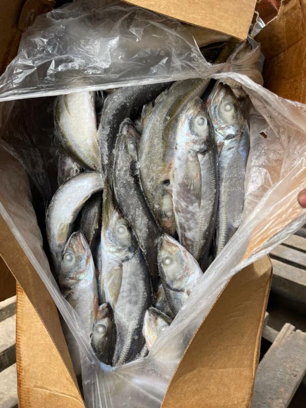  Poissons Et Produits Alimentaires Surgelés - poissons nous sommes une entreprise de n&eacute;goce international de produits alimentaires surgel&eacute;s. nous exportons &agrave; destination de l'afrique les produits suivants la volaille le porc le b&oelig;uf mouton agneau ch&egrave;vre les poissons (tilapia poisson chat corvina s&eacute;ri