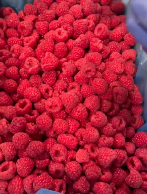  Framboises Congelées Produit Marocain - fruits et légumes  nous disposons d'une quantit&eacute; de 100 tonnes de framboises congel&eacute;es produit marocain &agrave; vendre pour ceux qui sont s&eacute;rieux et int&eacute;ress&eacute; par mon offre merci de me contacter