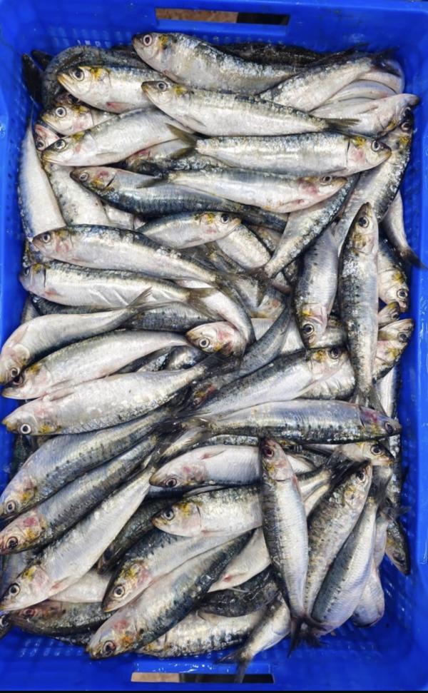  Sardine Congelé Maroc - poissons nous cherchons des clients pour notre sardines entier et hgt origine maroc emball&eacute; dans le carton de 20kg de bonne qualit&eacute;. si vous etes int&eacute;ress&eacute; n h&eacute;sitez pas a nous contacter ou visiter notre site web poir obtenir mieux d informations.