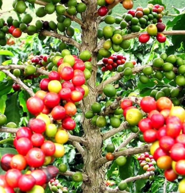  Café - café cacao thé notres groupe de production a en stocks 500 tonnes de caf&eacute; arabica et 700 tonnes de caf&eacute; robusta recherchons acheteurs et exportateurs pour un partenariat fiable et s&eacute;rieux 