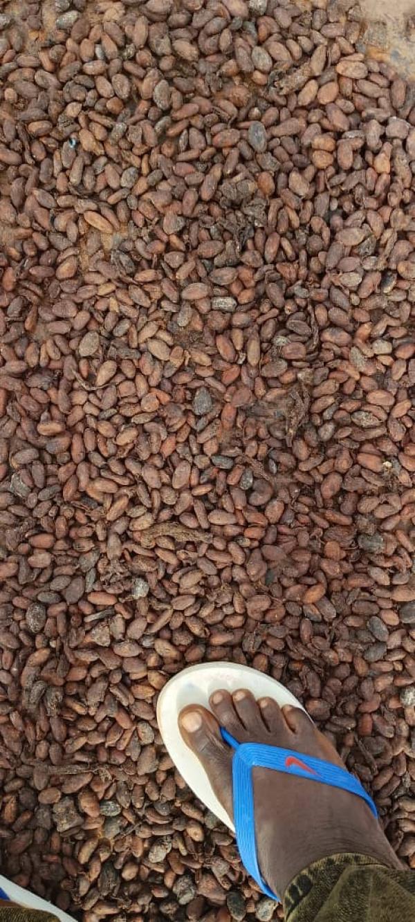  Cacao - café cacao thé &agrave; la recherche d'usine pour exporter du cacao. plus de 2000 t disponible. merci de nous contacter via whatapps