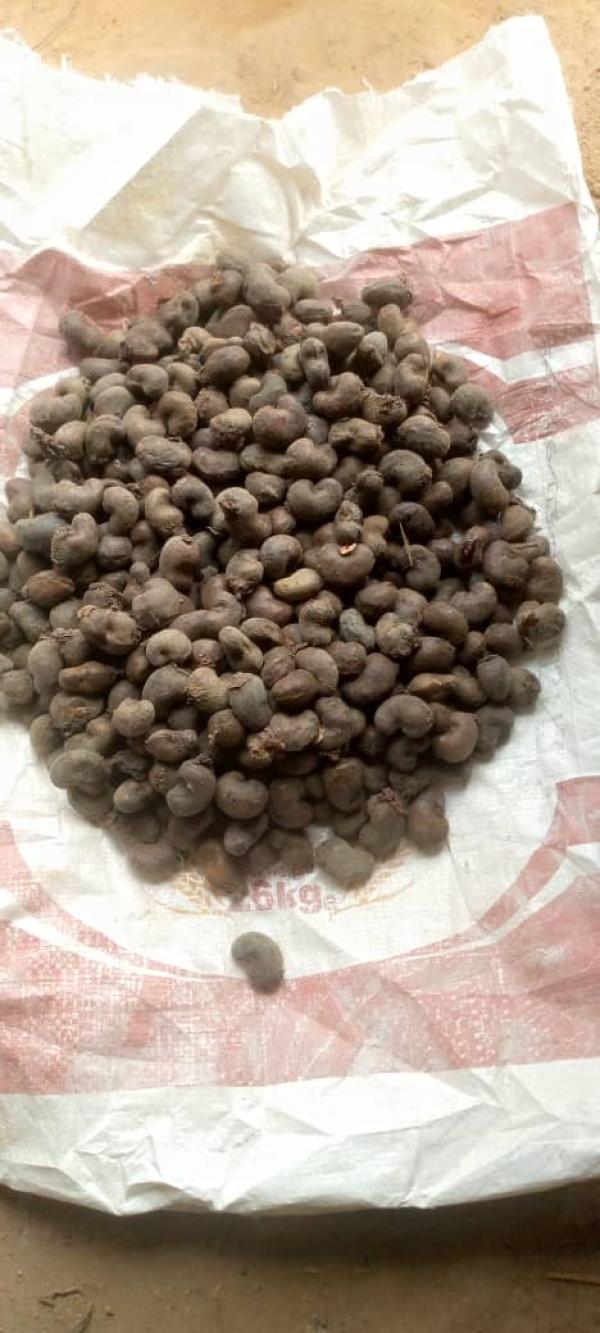  Noix De Cajou - fruits secs et graines grillées nous une entreprise bas&eacute; en c&ocirc;t&eacute; d'ivoire et nous souhaitons vendre d'important quantit&eacute; de noix de cajou vers nos futurs partenaires 