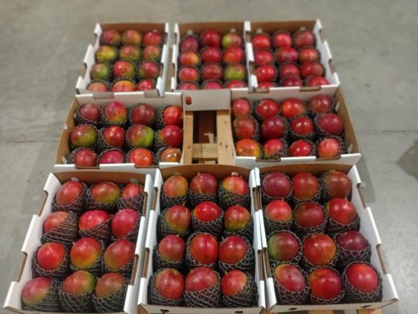  Mangue Kent Brésil Ready To Eat - fruits et légumes cat&eacute;gorie fruits et l&eacute;gumes frais / mangues description en pr&eacute;paration de la campagne kent 2026/2027 nous recherchons d&egrave;s &agrave; pr&eacute;sent des importateurs grossistes et centrales d'achat souhaitant s&eacute;curiser un approvisionnement r&eacute;gulier 