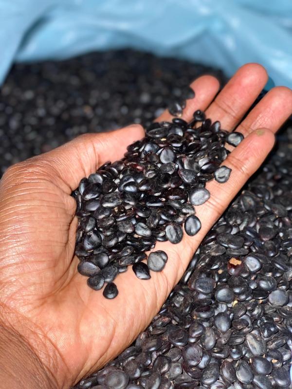  Graines De Campeche - semence graine plant nous disposons de la qualit&eacute; id&eacute;al de graines de campeche pour la cl&ocirc;ture de vos domicile et les champs. le prix au kilogramme est de 15000 fcfa . commande minimale 1 kg . 