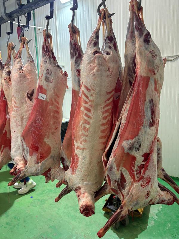  Carcasse De Moutons - viandes et oeufs moutons en carcasse halal. poids 18 25kg. sacrification halal sans &eacute;lectrocution. agneaux plus l&eacute;g&egrave;rs disponibles aussi (diff&eacute;rent prix).