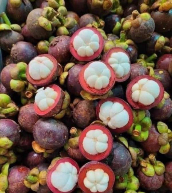  Vente De Mangoustans - fruits et légumes j'ai des mangoustans frais (le fruit) disponible. si vous etes int&eacute;ress&eacute;s n'h&eacute;sitez pas &agrave; me contacter 