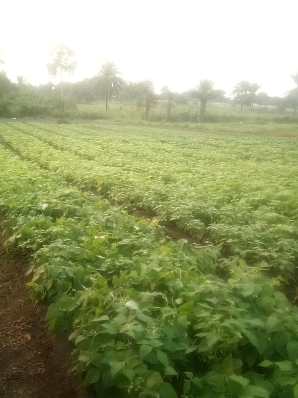  Haricots Nains - fruits et légumes nous disposons du haricot nains de bonne qualit&eacute; bio au congo brazzaville int&eacute;ress&eacute; contactez moi