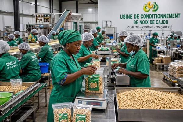  Cajou W180, W210, W240, W320, W450 - fruits secs et graines grillées nous recherchons des acheteurs/interm&eacute;diaires/importateurs de cajou. possibilit&eacute; de fournir &agrave; partir de l'afrique de l'ouest. le tout se fait sur la base d'un contrat en bonne et d&ucirc; forme. veuillez nous contacter pour affaires.