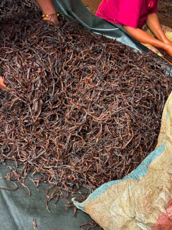  Vente Vanille De Madagascar - épices aromates  nous sommes producteur et exportateurs de vanille bas&eacute; madagascar. nous avons plusieurs types de vanille &agrave; disposition vanille grade 1 noire gourmet noire tk (non fendue) vanille grade 2 noire gourmet noire tk rouge (fendue) vanille grade 3 cuts nous propo
