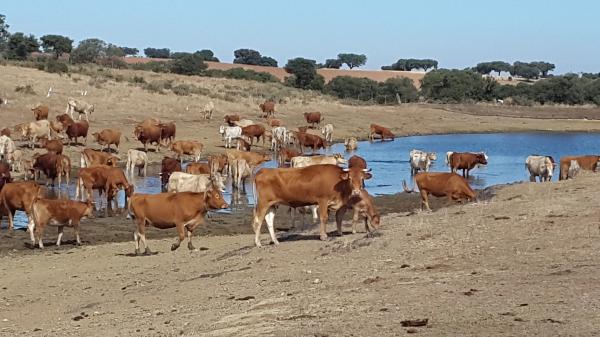  Je Vends Des Bovins Au Portugal. - live animals hello good morning. i am from portugal where i raise my own cattle. i have extensive knowledge in this field and can source the specific animals you are looking for. if you are interested in purchasing cattle i am at your disposal. thank you  je viens du portugal où je poss&egrave;de