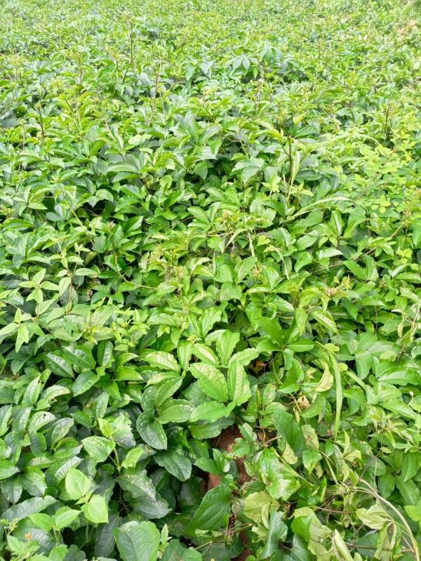  Vegetables Of All Kinds - fruits and vegetables i'm a farmer and i cultivate all sorts of vegetables product of any quantity you want. ugu leaves watermelon. water leaves basilic corn beans palm oil etc