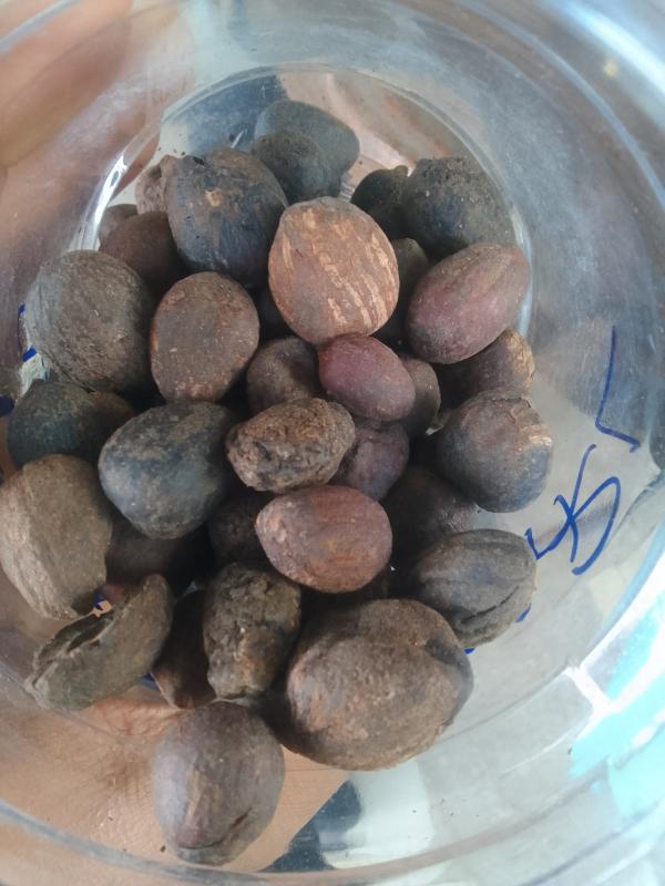  Graines De Karité - fruits secs et graines grillées  graines de karit&eacute;   disponibles &agrave; la vente | offre professionnelle nous proposons &agrave; la vente des graines de karit&eacute; de qualit&eacute; soigneusement collect&eacute;es et destin&eacute;es aux transformateurs industriels exportateurs et grossistes. produit graines de