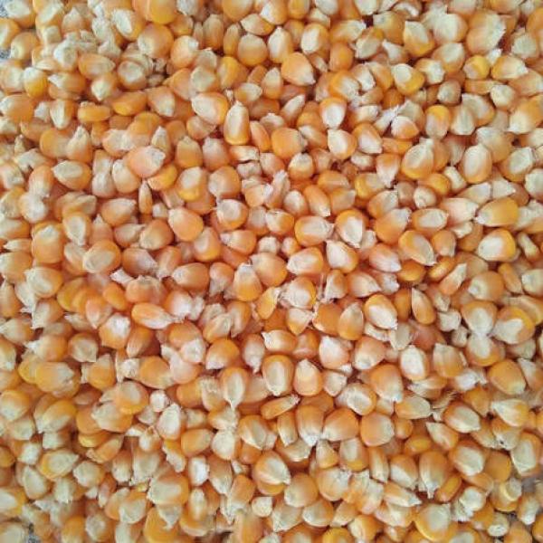  Grains De Mais Jaune - céréales  nous sommes en capacit&eacute; de fournir et de vous livrer de grosse quantit&eacute; de grains de mais jaune provenant du ghana et du togo et &agrave; cout abordables pour l'alimentation de vos b&eacute;tails/volailles. notre capacit&eacute; de collecte actuellement est d'environ 2000 tonn