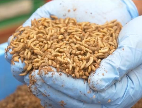  Larves De Mouche Soldat Noire - aliments pour animaux entreprise sp&eacute;cialis&eacute;e dans la commercialisation et la distribution de larves de mouche soldat noire (black soldier fly   bsf) destin&eacute;es &agrave; l alimentation animale. nous proposons aux &eacute;leveurs de volailles poissons et porcs une solution locale et naturelle comme sou