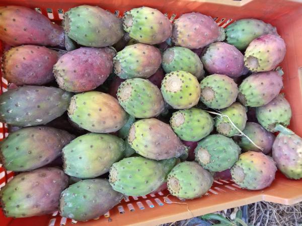  Figuiers De Barbarie - fruits et légumes soci&eacute;t&eacute; tunisienne bas&eacute;e &agrave; bouargoub gouvernorat de nabeul sp&eacute;cialis&eacute;e dans le commerce des produits agricoles tunisiens. nous tenons &agrave; vous faire part de notre proposition de distribution de nos figues de barbarie d'arri&egrave;re saison typiques 