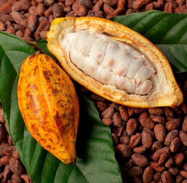  Recherche De Fournisseurs De Cacao Togo/bénin - café cacao thé dans le cadre du d&eacute;veloppement de nos activit&eacute;s de sourcing en afrique de l'ouest nous sommes activement &agrave; la recherche de fournisseurs s&eacute;rieux de cacao brut bas&eacute;s au togo au b&eacute;nin ou dans la sous r&eacute;gion en vue d'&eacute;tablir une collaboration co
