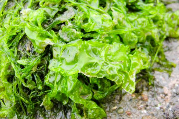  Fournisseur Et Exportateur D ulva Lactuca - chimie additif engrais nous sommes un fournisseur et exportateur d algues marines bas&eacute; au maroc sp&eacute;cialis&eacute; dans la production et la fourniture d ulva lactuca de haute qualit&eacute; destin&eacute;e aux acheteurs professionnels et aux march&eacute;s internationaux. nos algues peuvent etre pr&eacut