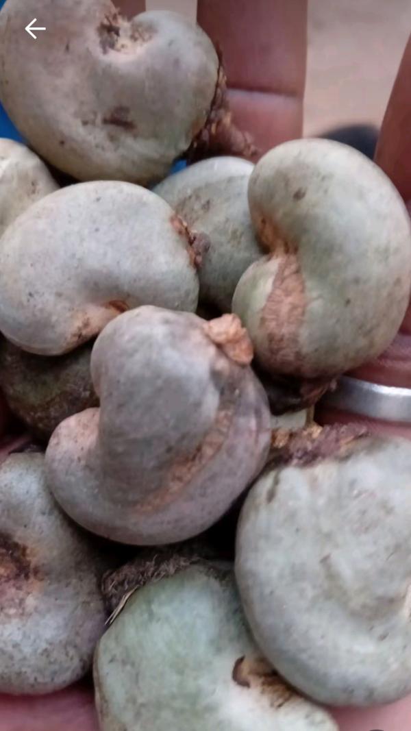  Noix De Cajou - fruits secs et graines grillées recherche de partenaires strat&eacute;giques (s&eacute;n&eacute;gal / gambie)   secteur noix de cajou objet partenariat commercial et logistique / import export cajou (mali s&eacute;n&eacute;gal gambie) &agrave; tous je suis bourama ballo dirigeant de l'entreprise ballo agro