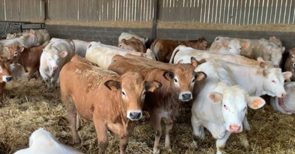  Recherche Veaux Broutard Vivants Pour Export - animaux vivants je recherche des veaux broutard vivants destin&eacute;s &agrave; l'export &acirc;ge maximum 6 mois poids maximum 400 kg. toutes races accept&eacute;es. merci de me contacter avec vos disponibilit&eacute;s quantit&eacute;s races et tarifs.