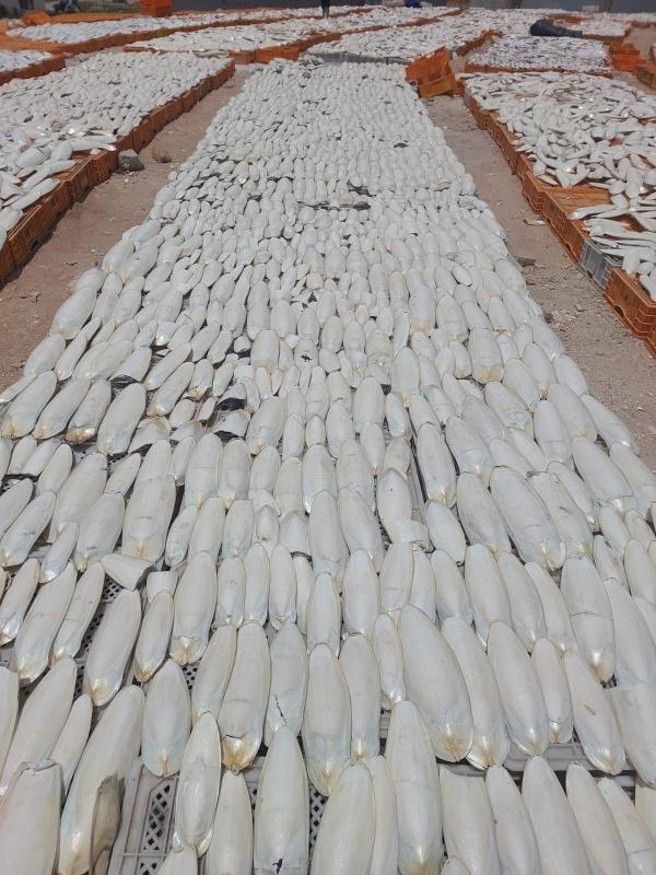  Cuttefish Bones - feed high quality cuttlefish bones from morocco dear purchasing manager i hope this message finds you well. we are a professional supplier and exporter of high quality cuttlefish bones based in morocco. we are interested in establishing a reliable and long term business partnership with your company. ou