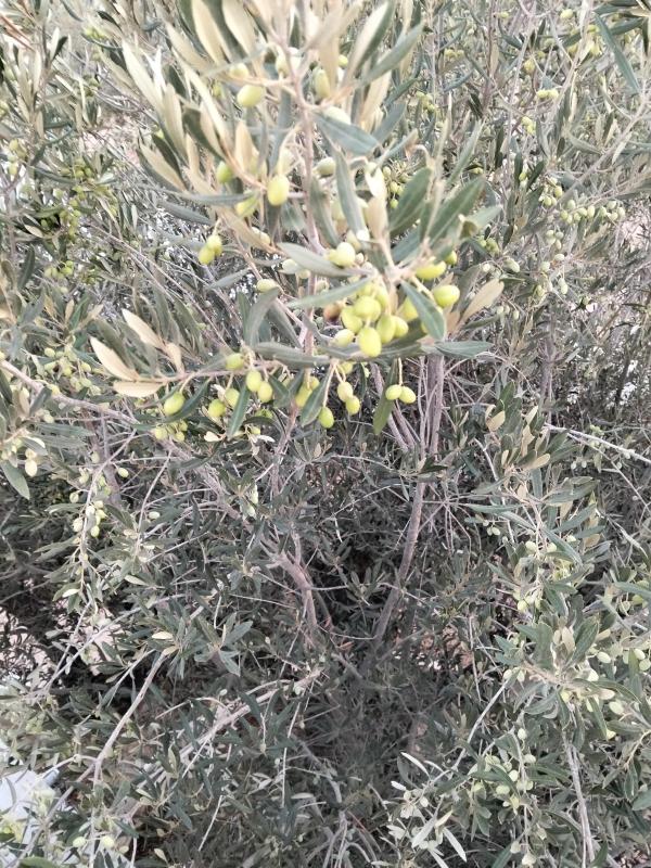  Olives Fraiche Vert - huiles a. vendre cueillettes d'olives vert sur pied de 3800 oliviers en gouttes a gouttes en plein rendement a 14 km de tunis centre .oliviers  koroneiki  chatoui chamlalie . prix de vente selon le prix du march&eacute; et apr&egrave;s avoir visiter la ferme