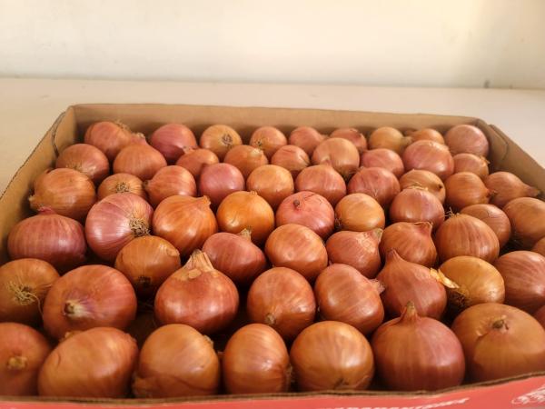  Oignon Et Ail - fruits et légumes  nous sommes une soci&eacute;t&eacute; bas&eacute;e dans le sud ouest de madagascar &agrave; toliara sp&eacute;cialis&eacute;e dans la production et l exportation d oignons et d ail de qualit&eacute;. la campagne de production et de commercialisation est actuellement ouverte. nous sommes