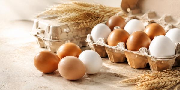  Fournisseur D œufs De Consommation Européens - viandes et oeufs propose des &oelig;ufs de consommation d origine polonaise destin&eacute;s aux importateurs distributeurs grossistes et cha&icirc;nes de distribution. produits disponibles   &oelig;ufs de poule blancs   &oelig;ufs de poule bruns   &oelig;ufs issus d &eacute;levage en cage   &oelig;ufs is