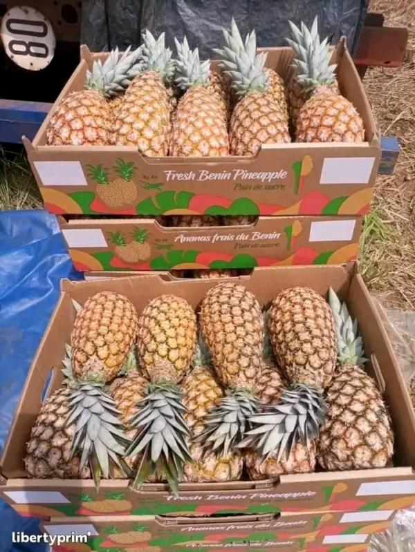  Ananas - autres je cherche des partenaires pour vendre des ananas bio et naturel avec soins propre dans le cadre de n'importe quel quantit&eacute; le partenaire veux sur pret a le service chaque semaine 