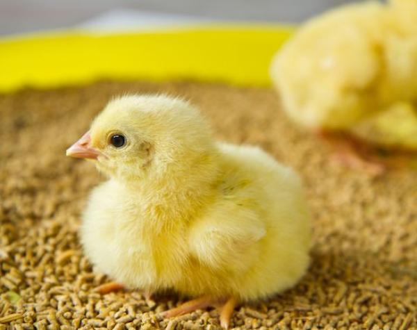  Poussins 01 Jour - animaux vivants salut nous sommes une entreprise sp&eacute;cialis&eacute;e dans la vente d'aliments b&eacute;tail et volaille. actuellement nous voulons agrandir le business en y ajoutant la commercialisation des poussins de 01 jour.