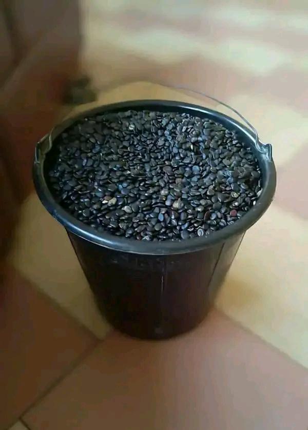  Graine De Campeche - semence graine plant nous disposons la qualit&eacute; id&eacute;al des graines de campech&eacute; cl&ocirc;ture naturelle et &eacute;conomique. disponible en gros et d&eacute;tails avec un prix de 13000 fcfa/ kg. commande minimale 5 kg avec exp&eacute;dition disponible partout.