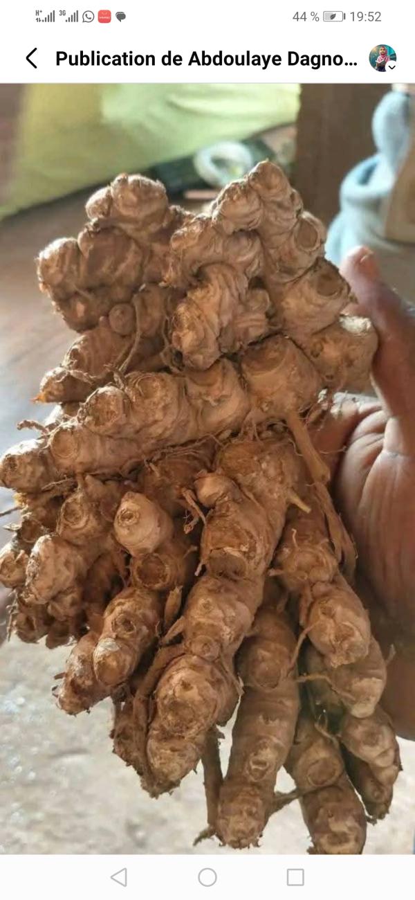  Gingembre - fruits et légumes nous sommes fournisseur de gingembre de bonne qualit&eacute; disponibles actuellement en c&ocirc;te d ivoire en grande quantit&eacute;. 