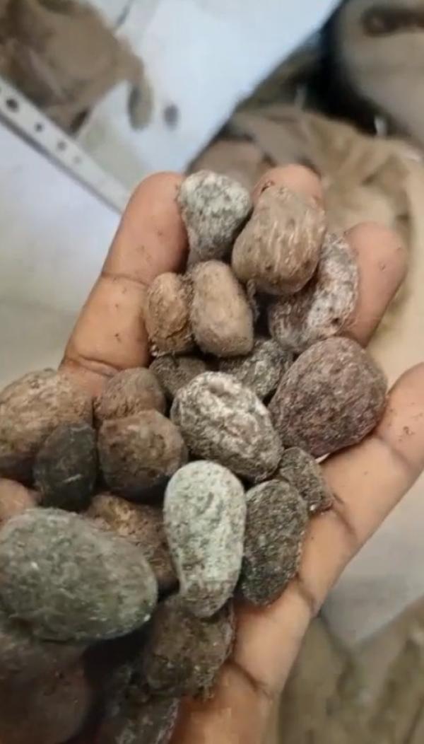  Noix De Karite, Ancienne Et Nouvelle Recolte - fruits secs et graines grillées nous sommes en pleine saison du karit&eacute;. nous recherchons acheteurs s&eacute;rieux de noix de karite. ancienne r&eacute;colte comme nouvelle r&eacute;colte. origine b&eacute;nin r&eacute;colte 2025/2026 quantit&eacute; livrable mois +/=1000t conditionnement sac de joute 80 85kg