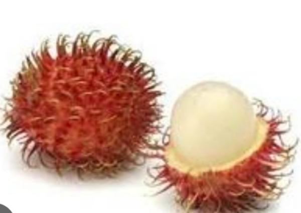  Rambutan - fruits et légumes nous recherchons des potentiels clients de fruits exotiques europ&eacute;en en particulier fran&ccedil;ais pour nous acheter des fruits exotiques en particulier le rambutan (possibilit&eacute; de livraison &agrave; l'export par conteneur frigorifi&eacute; de 20 ) et la graine de rambutan (possibilit