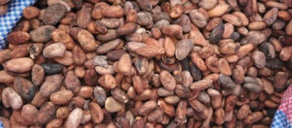  Cacao Grade - café cacao thé nous disposons de 1000 tonnes de f&egrave;ves de cacao grade 1 pret &agrave; l exportation. nous sommes en c&ocirc;te d ivoire nos entrep&ocirc;ts se trouvent &agrave; l ouest ( vavoua et guiglo). nous vendons uniquement en fob. nous prenons en charge toute la logistique. le tarif est 3500fcfa/