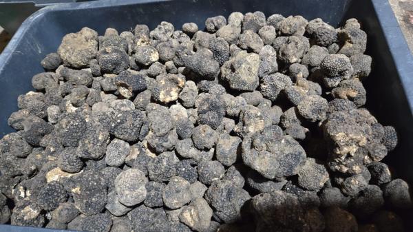  Truffe D'automne Vittad. Var. Uncinatum - épices aromates tuber aestivum var. uncinatum r&eacute;colt&eacute;e dans les forets de chenes de roumanie. un partenaire unique sur place un approvisionnement hebdomadaire contractualis&eacute; un contr&ocirc;le pi&egrave;ce par pi&egrave;ce avant chaque d&eacute;part. r&eacute;serv&eacute; aux restaurants &ea