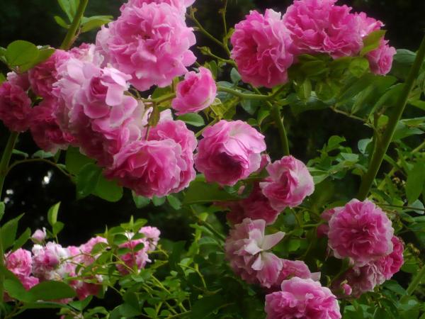  Offre De Vente Aux Acheteurs Ou Partenaires - huiles offre pour les clients qui cherchent du cosmetique naturel de qualit&eacute; superieure. huiles extra vierge et pure d argan graines de figue barbarie ghassoul eau de rose sans additif  7 tonnes d'eau de rose de 1 ere qualit&eacute; disponible pour vente immediate en vrac / fob clients