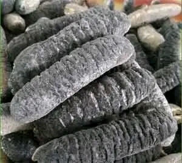  Concombre De Mer Séchée - matiere vegetale nous disposons de 50 kg de concombre de mer bien s&eacute;ch&eacute;e non r&eacute;duit en poudre. ce produit est id&eacute;al pour l'industrie pharmaceutique ou autres utilisations th&eacute;rapeutique. nous cherchons un acheteur s&eacute;rieux pour &eacute;couter les 50 kg disponible. 