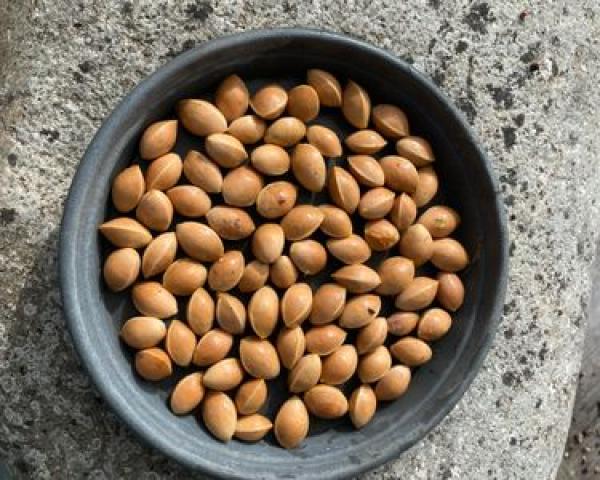  Graines De Gingko Biloba - semence graine plant des graines de gingko biloba disponible. le prix est de 20.000 fcfa/ kg. 650 graines pour 1 kg nous exp&eacute;dition partout dans un d&eacute;lai raisonnable. commande minimale 1 kg. 