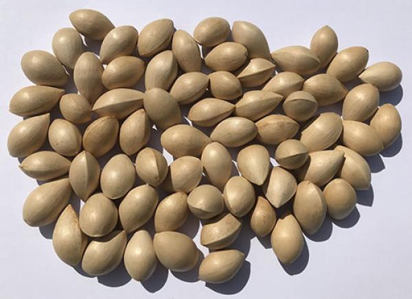  Graines De Ginkgo Biloba - semence graine plant des graines de ginkgo biloba disponible. le prix est de 20.000 fcfa/ kg. 650 graines pour 1 kg nous exp&eacute;dition partout dans un d&eacute;lai raisonnable. commande minimale 1 kg.