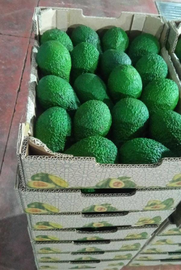  Avocado - fruits et légumes avocats hass marocains frais soigneusement s&eacute;lectionn&eacute;s et class&eacute;s pour les march&eacute;s d'exportation. avocats de haute qualit&eacute; avec une texture cr&eacute;meuse un go&ucirc;t excellent et une bonne dur&eacute;e de conservation. convient pour les supermarch&eacute;s 