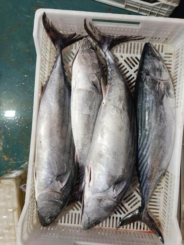  Bonite Sarda Sarda - poissons nous proposons &agrave; la commercialisation de la bonite de qualit&eacute; soigneusement s&eacute;lectionn&eacute;e et pr&eacute;par&eacute;e pour r&eacute;pondre aux exigences des professionnels du secteur des produits de la mer. notre offre s adresse aux grossistes importateurs distributeurs 